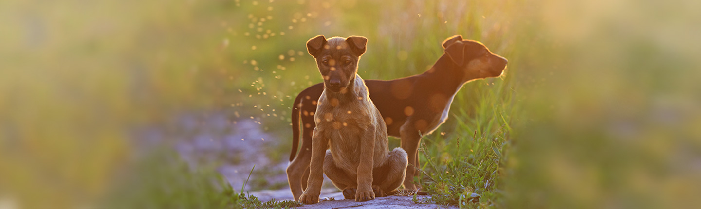 Mücken und Mückenstiche können bei Hunden gefährliche Krankheiten auslösen. Ein effektives Anti-Stechmücken-Mittel hilft.
