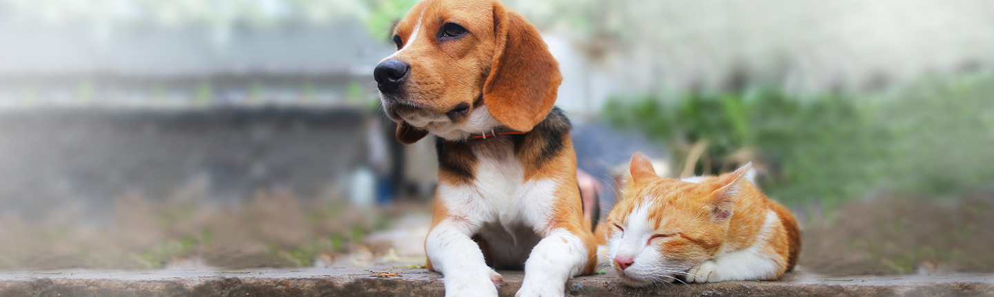Parasiten können bei Hund und Katze gefährliche Krankheiten übertragen.