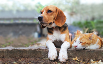 Parasiten können bei Katzen und Hunden gefährliche Krankheiten übertragen, z.B. FSME oder Borreliose.
