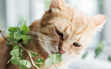 Eine Katze, die an einer Pflanze auf der Fensterbank schnuppert.
