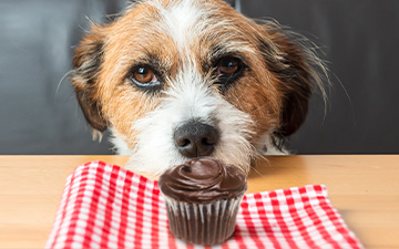 basketball mest vigtigste Hund und Schokolade - Symptome einer Schokoladenvergiftung beim Hund