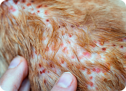 Die Flohspeichelallergie-Dermatitis kann bei Katzen und Hunden zu extremem Juckreiz und Hautentzündungen führen.