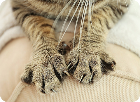 Die Katzenkratzkrankheit verläuft bei Katzen oft symptomlos, kann sich jedoch auch in Appetitlosigkeit und Fieber äußern.