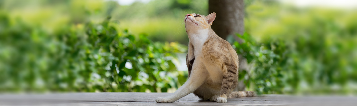 Flöhe bei Katzen können Juckreiz und offene Hautstellen hervorrufen. Ein Flohmittel schafft Abhilfe.