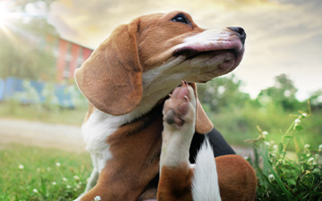Flöhe können bei Hunden Krankheiten auslösen und zu Juckreiz und offenen Hautstellen führen.