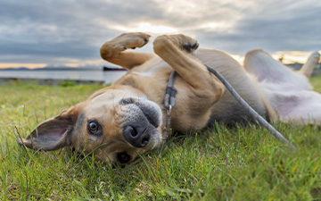 Zecken und Zeckenstiche können beim Hund Krankheiten auslösen, die gefährlich sein können.
