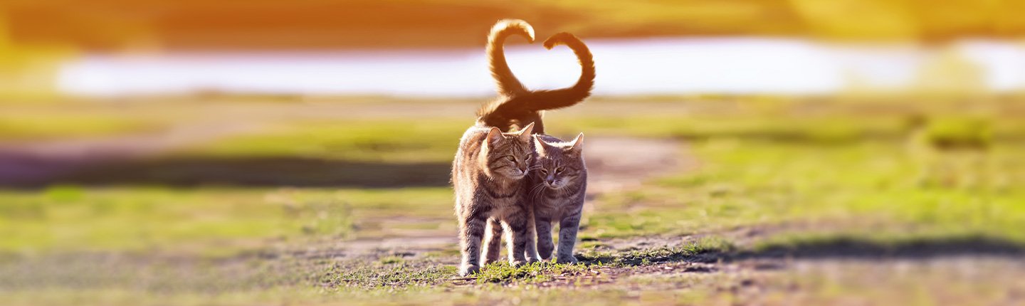 Zwei Katzen, die ein Herz bilden und durch Frontline effektiv gegen Zecken geschützt sind.