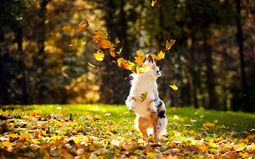 Wie kann man Herbstgrasmilben bei Hund und Katze vorbeugen und was tun bei einem Befall mit Herbstgrasmilben?