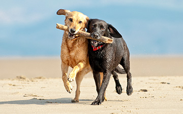 Leishmaniose bei Hunden ist unheilbar und kann lediglich medikamentös überwacht werden. Gerade deshalb ist ein Schutz vor Leishmaniose so wichtig.