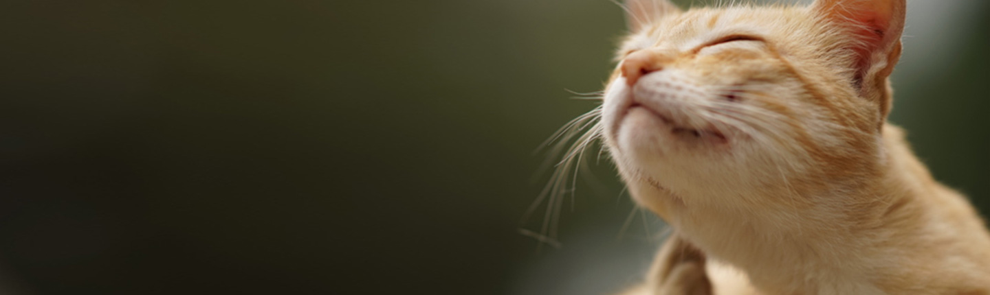 Milben können bei Katzen verschiedene Hautkrankheiten verursachen. Doch wie erkenne ich Milben bei der Katze?