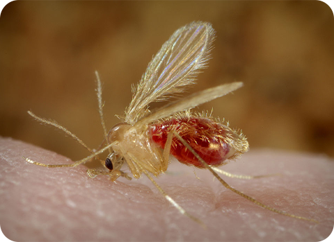 Sandmücken beheimaten sich mehr und mehr auch in Deutschland und können Überträger der gefährlichen Krankheit Leishmaniose sein.