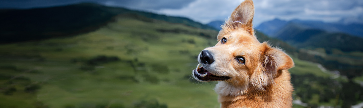 Anaplasmose wird bei Hunden durch Zecken ausgelöst und kann Symptome wie Durchfall, Erbrechen und Fieber mit sich bringen.