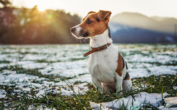 Auch im Winter können Zecken eine Gefahr für Hunde darstellen, beispielsweise die sogenannte Winterzecke.