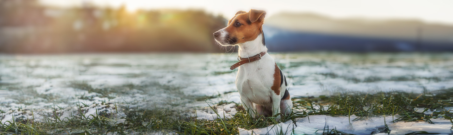 Die Winterzecke kann durch die Übertragung von Krankheiten eine Gefahr für unsere Hunde darstellen.