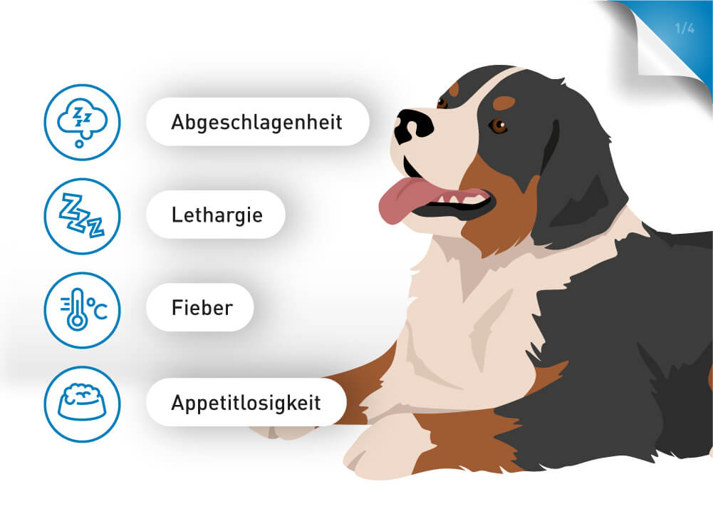 Die Symptome von Anaplasmose bei Hunden reichen von Abgeschlagenheit über Fieber bis hin zur Appetitlosigkeit.