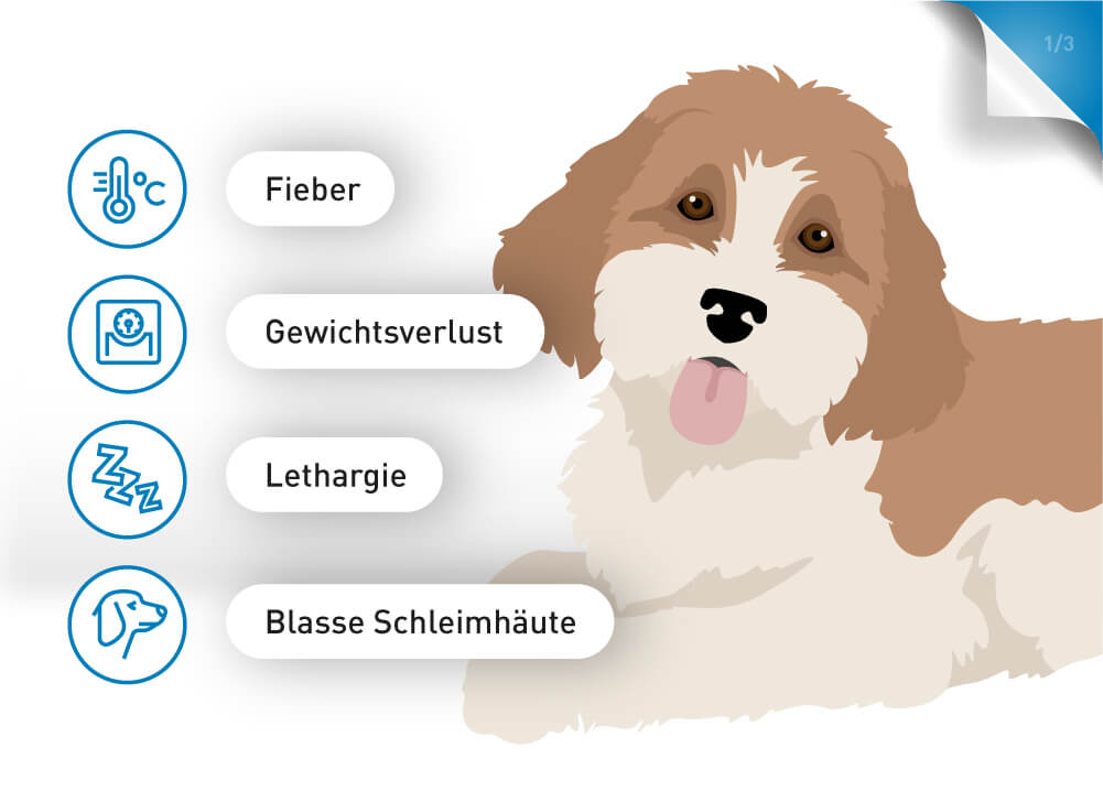 Lethargie, Fieber und Gewichtsverlust als Anzeichen einer Ehrlichiose bei Hunden.
