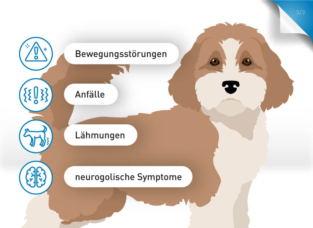 Auch neurologische Ausfälle, Lähmungen oder Bewegungsstörungen können auf eine Ehrlichiose bei Hunden hindeuten.