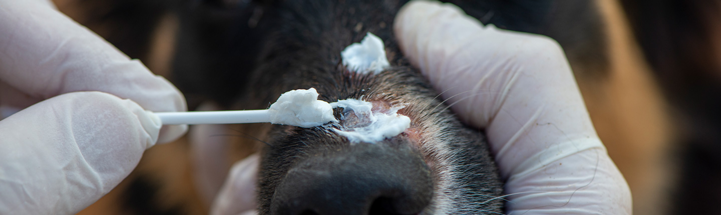 Hautpilz bei Hunden erkennen, behandeln und vorsorgen.