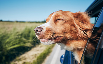 Urlaub mit dem Hund - doch Achtung vor Reisekrankheiten bei Hunden