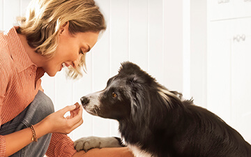 Zeckentabletten können bei Hunden einfach gegeben werden und wirken oft auch gegen Flohbefall.