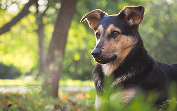 Sandmücken gelten als Hauptüberträger der für Hunde gefährlichen Infektionskrankheit Leishmaniose.