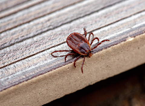 Die Braune Hundezecke (Rhipicephalus sanguineus) hält sich bevorzugt draußen auf.