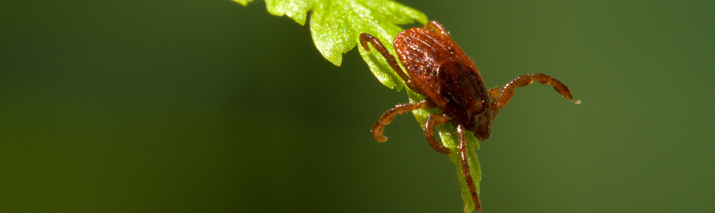 Eine Braune Hundezecke auf einem kleinen grünen Blatt.