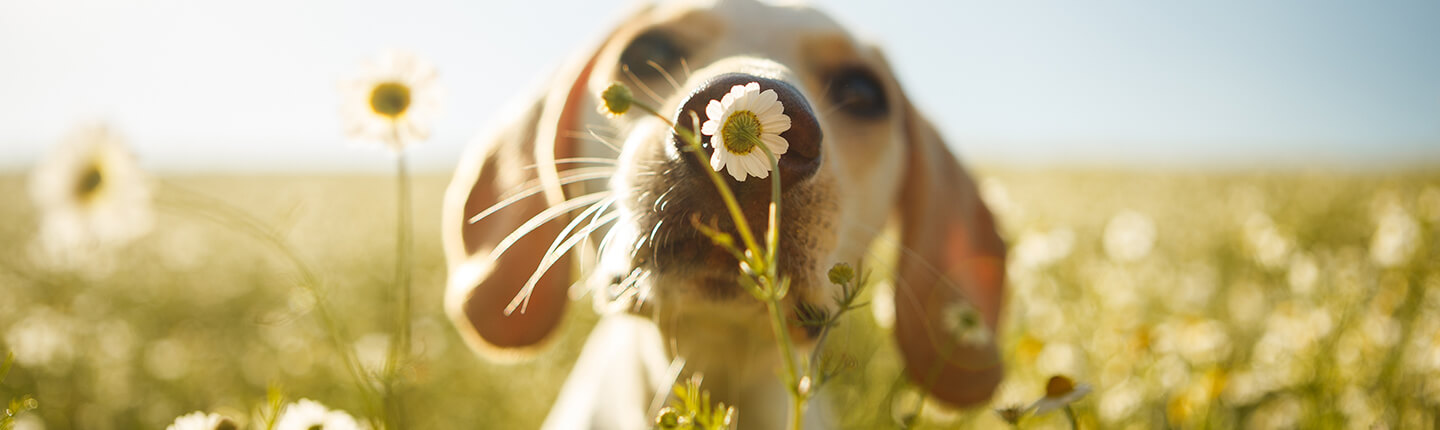 Hund schnuppert an Wiesenblume - so kann es zu Wespenstichen bei Hunden kommen.