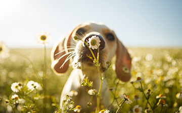 Hund schnuppert an Blume auf Wiese - hier kann es zu einem Wespenstich beim Hund kommen.