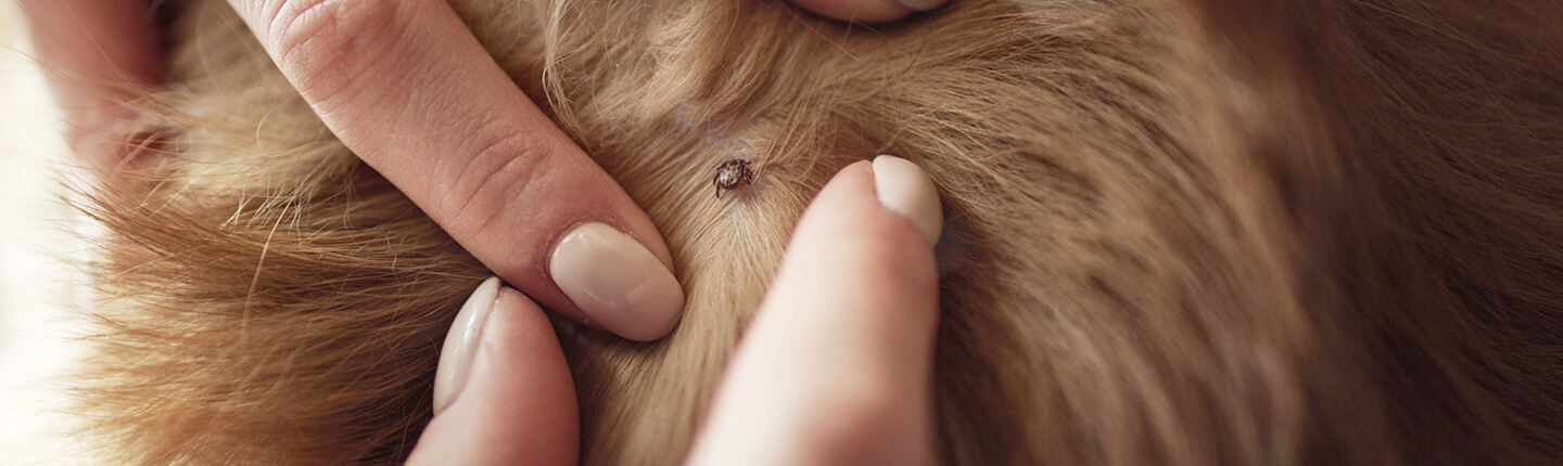 Die Auwaldzecke im Hundefell kann die Zeckenkrankheit Babesiose bei Hunden übertragen.