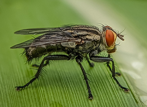 Die Kriebelmücke wird aufgrund ihres Aussehens häufig als fliegende Zecke bezeichnet - erkennbar an ihrem schwarzen, kleinen Körper.