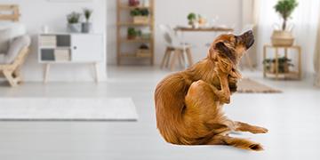 Haarlinge beim Hund