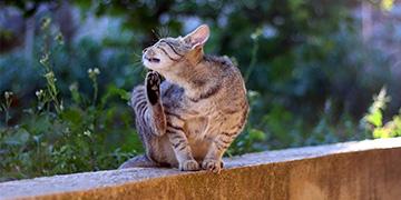 Haarlinge bei Katzen