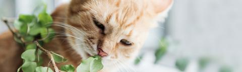 Eine rote Katze, die an einer grünen Pflanze riecht.