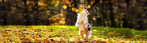 Herbstgrasmilben können bei Hund und Katze juckende Hautreizungen und Allergien auslösen. Was tun bei einem Befall mit Herbstgrasmilben?