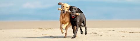 Leishmaniose wird bei Hunden durch die Sandmücke übertragen und kann zu Gewichtsverlust, Schwäche oder Apathie führen.