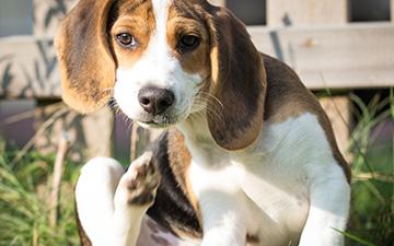 Symptome für Milben beim Hund sind haarlose Stellen, Schuppen oder Papeln.