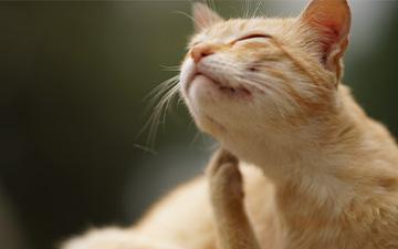 Milben können bei Katzen verschiedene Hautkrankheiten auslösen. Wie entferne ich Milben bei Katzen?