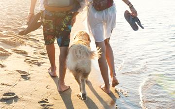 Mittelmeerkrankheiten beim Hund können Leishmaniose, Hundemalaria oder Ehrlichiose sein und durch Zecken und Mücken übertragen werden. Antiparasitenmittel wir Frontline können schützen.