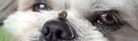 Um Zecken bei Hunden richtig zu entfernen, kann ein Zeckenhaken helfen. So bleibt auch der Kopf der Zecke nicht stecken.
