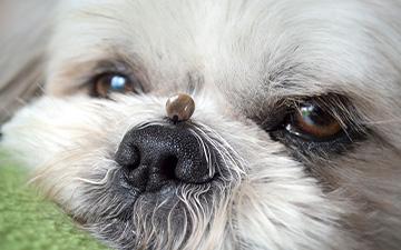 Zecken können beim Hund gefährliche Krankheiten auslösen. Deshalb müssen Zecken beim Hund schnell entfernt werden.