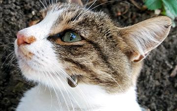 Zecken bei Katzen richtig entfernen, ohne dass der Kopf stecken bleibt?