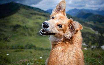 Anaplasmose bei Hunden ist eine gefährliche, durch Zecken ausgelöste Krankheit und kann Symptome wie eine erhöhte Herzfrequenz zur Folge haben.
