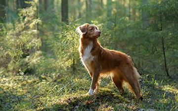 Ehrlichiose kann bei Hunden durch einen Zeckenstich ausgelöst werden und im schlimmsten Falle tödlich enden.