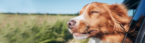 Mit dem Hund in Urlaub fahren - doch Vorsicht vor Reisekrankheiten bei Hunden