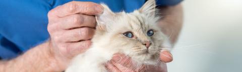 Hautpilz bei der Katze kann auch auf Menschen übertragen werden.